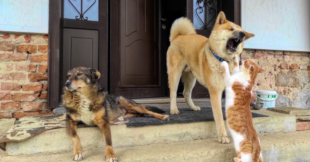 Malaysia Pet Ownership Guide, Adoption & Care